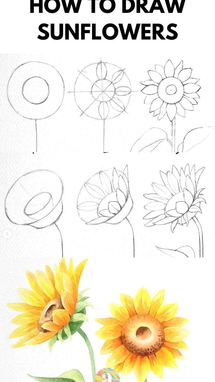 How To Draw A Sunflower