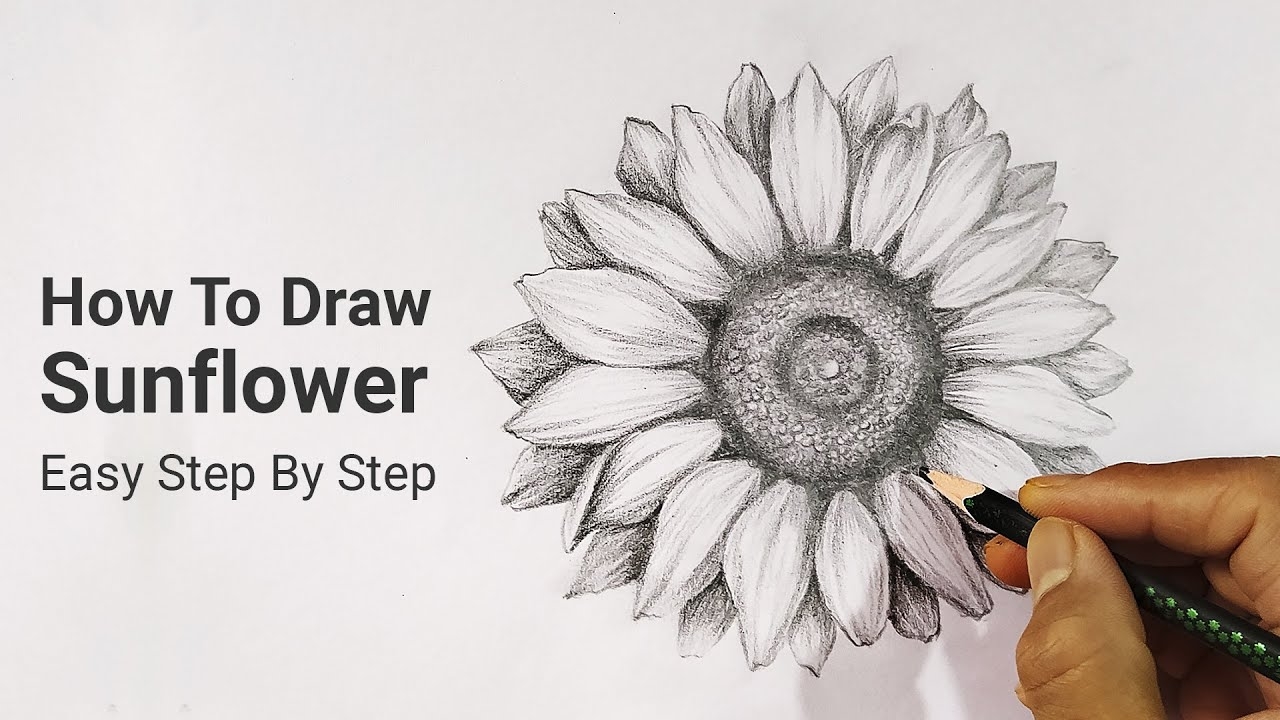 How To Draw Sunflower Easy Step By Step Nature Drawing Lesson 5 Realistic Flower With Pencil YouTube