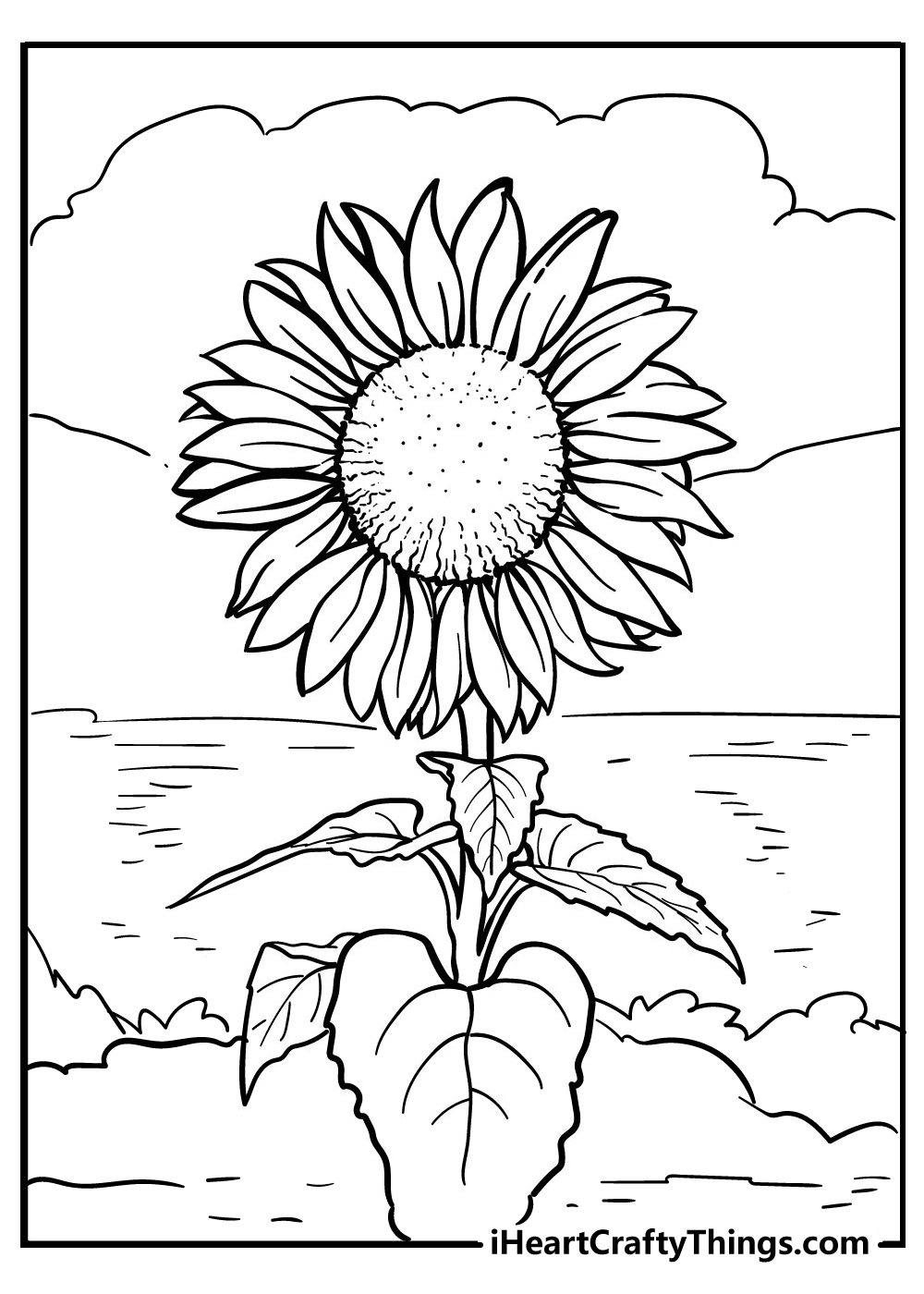 free sunflower coloring sheets