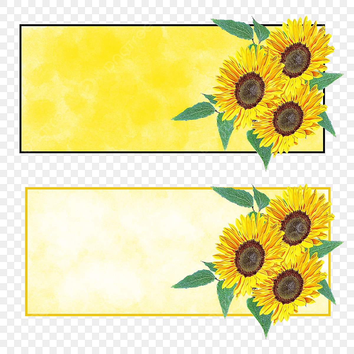 Sunflower Banner PNG Vector PSD And Clipart With Transparent Background For Free Download Pngtree