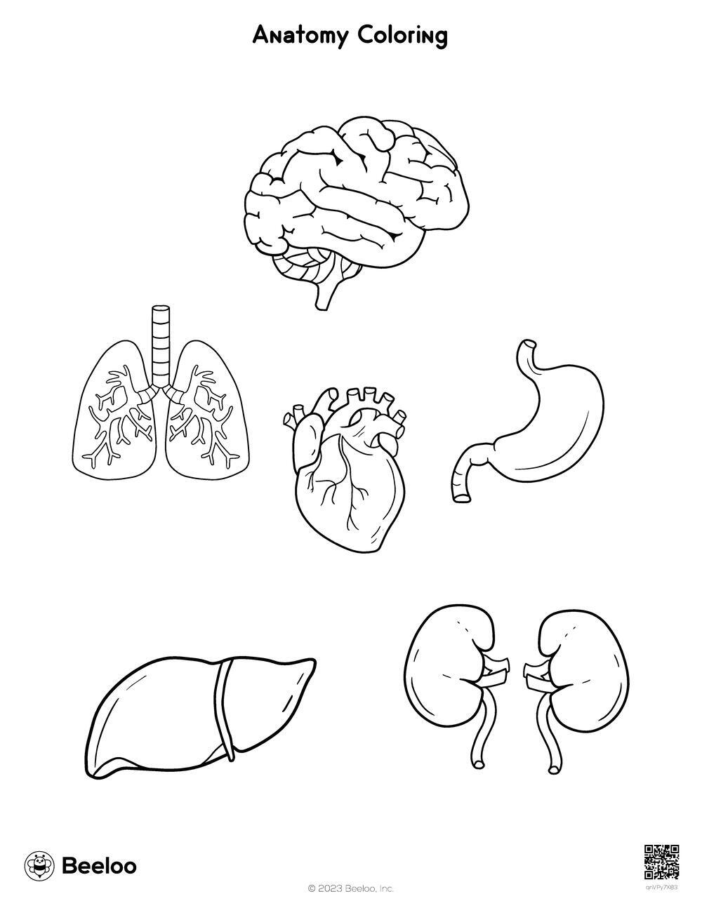 coloring pages of anatomy