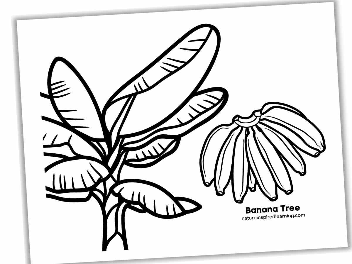 Banana Coloring Pages Nature Inspired Learning