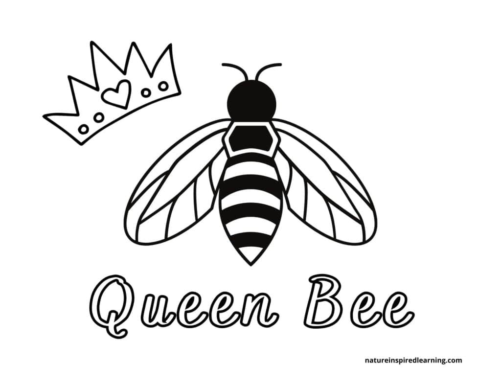 Busy Bee Coloring Pages Nature Inspired Learning