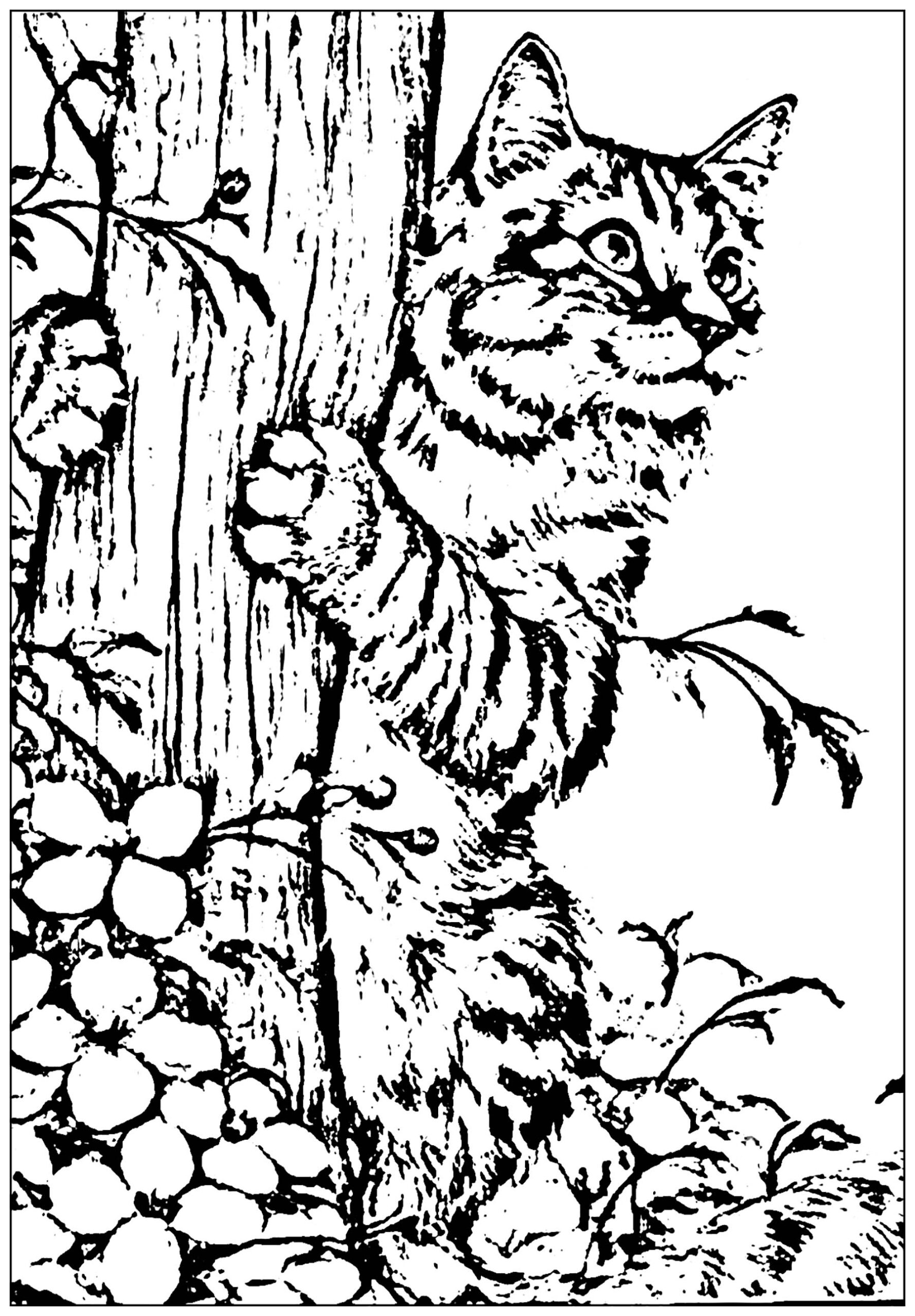 free cat coloring pages printable free cat coloring pages printable
