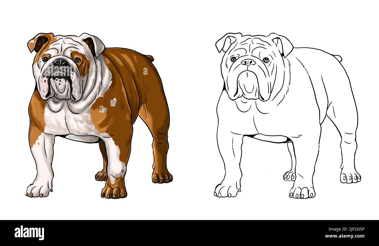 English Bulldog Dog Cartoon Coloring Hi res Stock Photography And Images Alamy