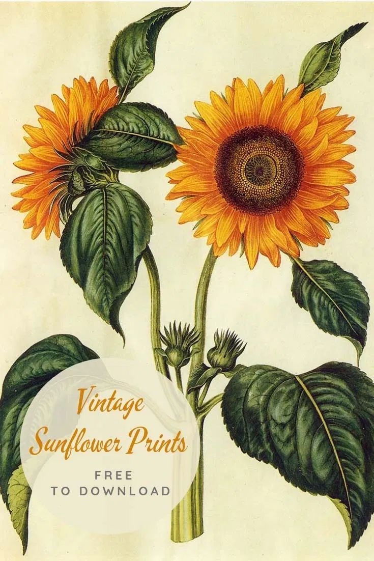 Free Botanical Sunflower Drawings To Download Print Picture Box Blue