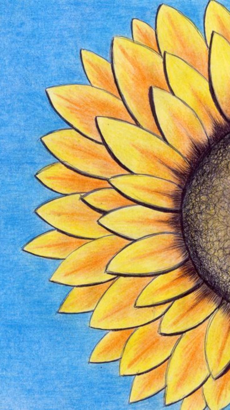 Half Sunflower Crayon Drawing Half Sunflower Crayon Drawing