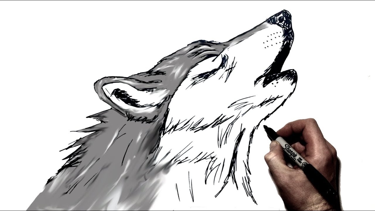 How To Draw A Howling Wolf Step By Step YouTube