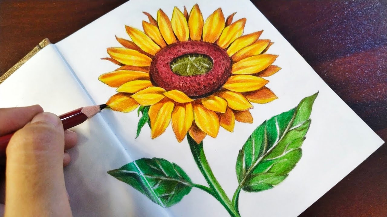 How To Draw A SUNFLOWER Easy Tutorial Pencil Colour Drawing YouTube