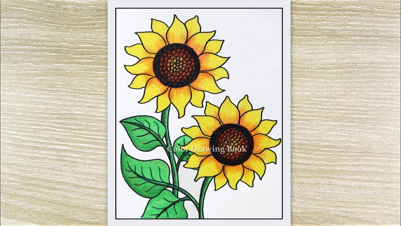 How To Draw Sunflower For Beginners Step By Step Realistic Flowers Drawing YouTube How To Draw Sunflower For Beginners Step By Step Realistic Flowers Drawing YouTube