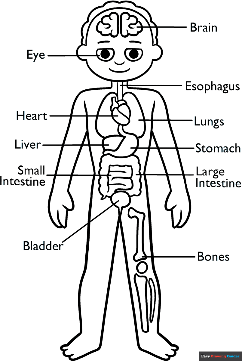 Human Anatomy For Kids Coloring Page Easy Drawing Guides