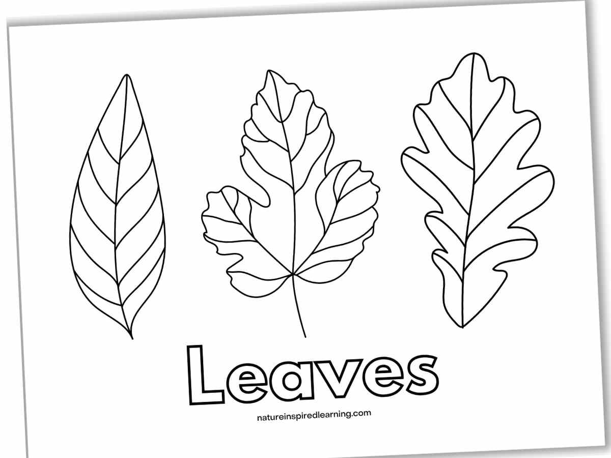 leaf coloring pages printable