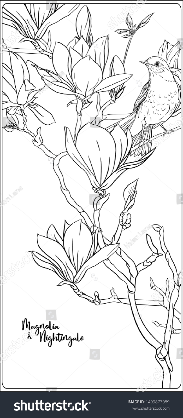 Magnolia Tree Branch Flowers Nightingale Coloring Stock Vector Royalty Free 1499877089 Shutterstock