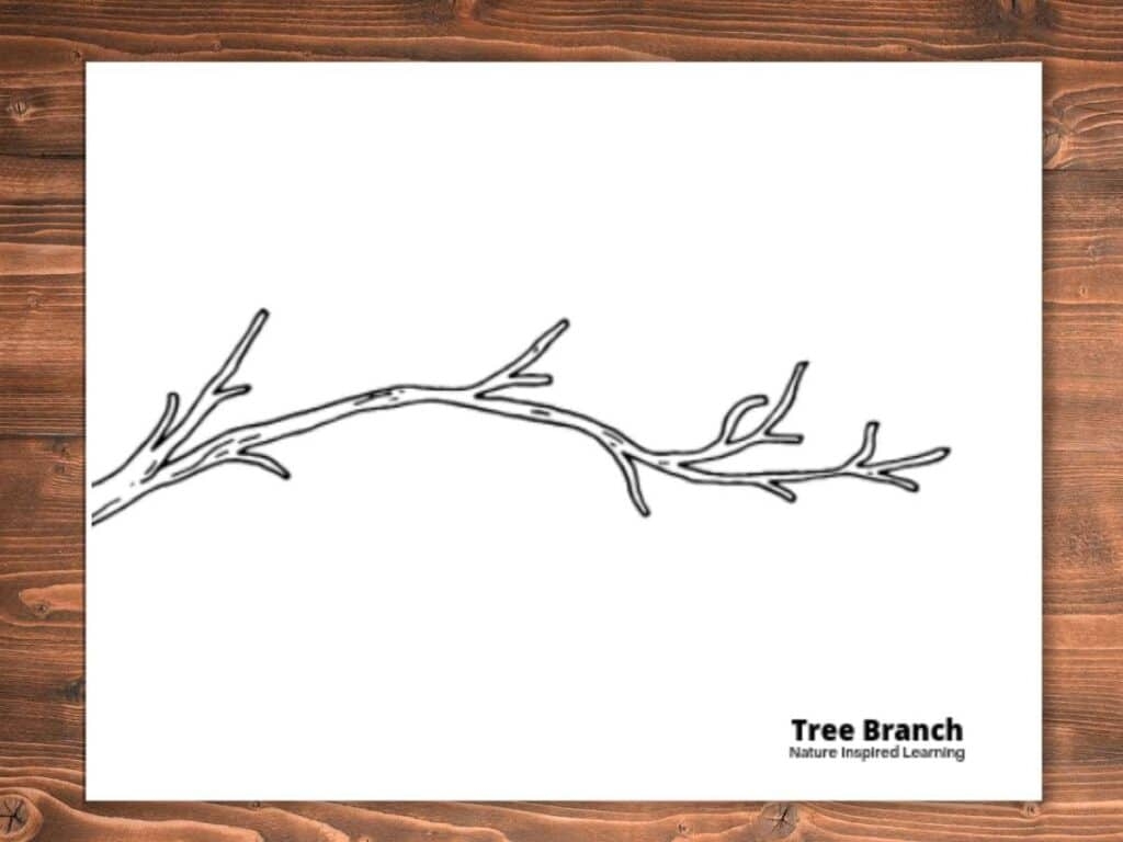 Printable Fall Tree Coloring Pages Nature Inspired Learning
