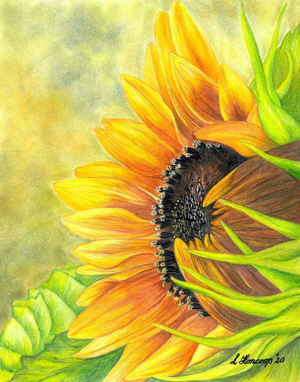 sunflower drawing with colour sunflower drawing with colour