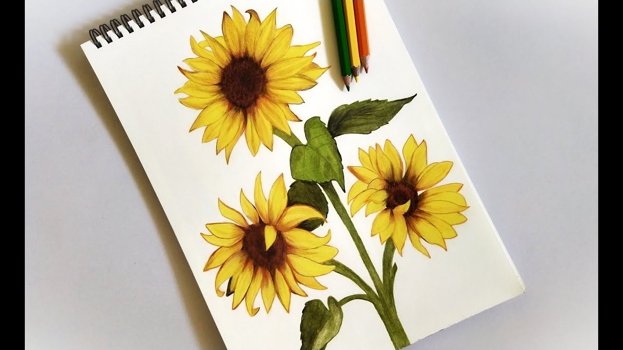 Sunflower Drawing How To Draw A Sun Flower Draw With Me drawing howtodraw flowers sunflower YouTube Sunflower Drawing How To Draw A Sun Flower Draw With Me drawing howtodraw flowers sunflower YouTube