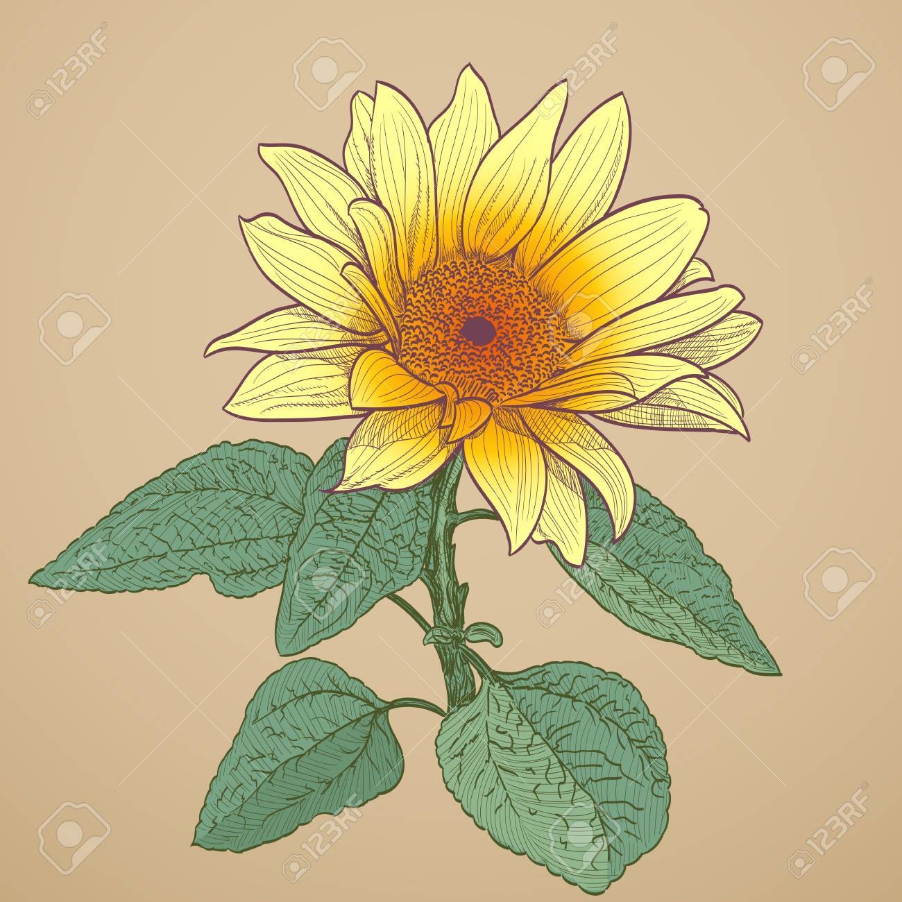 Sunflower Drawing Royalty Free SVG Cliparts Vectors And Stock Illustration Image 40404087 